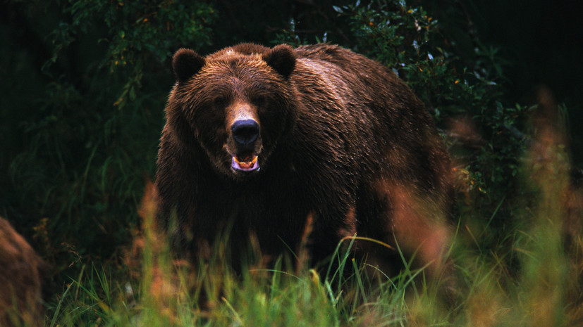 «Никаких разрешений не выдавалось»: на Камчатке ищут браконьеров, которые охотились на медведей в природном заказнике