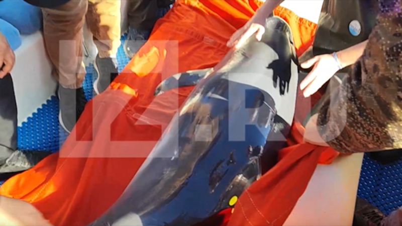 «Известия» вместе с волонтерами выпустили дельфина в море в Крыму
