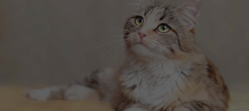 Японские ученые разработали приложение с нейросетью, которая распознает эмоции боли у кошек