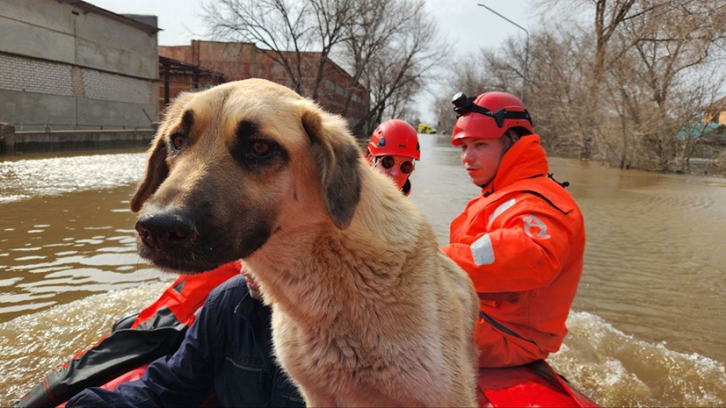 В Оренбурге во время наводнения волонтеры спасли 180 кошек и собак
